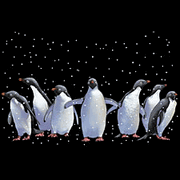 Penguins at Night